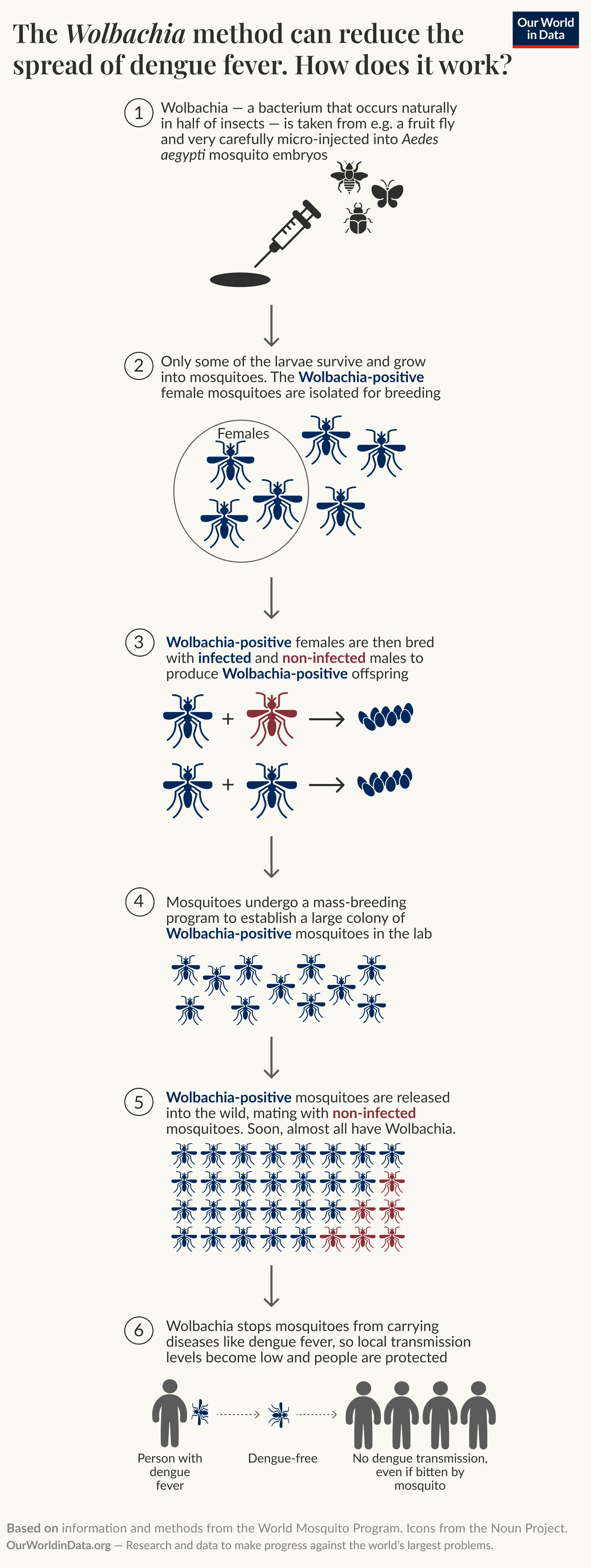 The illustration explains the process of using Wolbachia bacteria to reduce the spread of dengue fever and other tropical diseases. It consists of six steps:

1. Wolbachia, a bacterium found in many insects, is injected into Aedes aegypti mosquito embryos.
2. Only some larvae develop into adult mosquitoes, which are then isolated as Wolbachia-infected females.
3. These infected females are bred with non-infected males, producing Wolbachia-positive offspring.
4. A mass breeding program is conducted to create a large colony of Wolbachia-positive mosquitoes in a laboratory setting.
5. Wolbachia-positive mosquitoes are released into the wild, where they mate with non-infected mosquitoes, leading to an increase in the population of Wolbachia-infected mosquitoes.
6. This process helps stop mosquitoes from carrying diseases like dengue fever, resulting in low transmission levels and protection for individuals from infection.

The bottom section credits the source of the information to the World Mosquito Program and the Noun Project, stating that data and research are derived from Our World in Data, with authorship attributed to Hannah Ritchie.